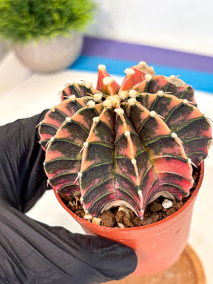 Gymnocalycium Lb Hybrid (gy4) (y5) | Mature Cactus