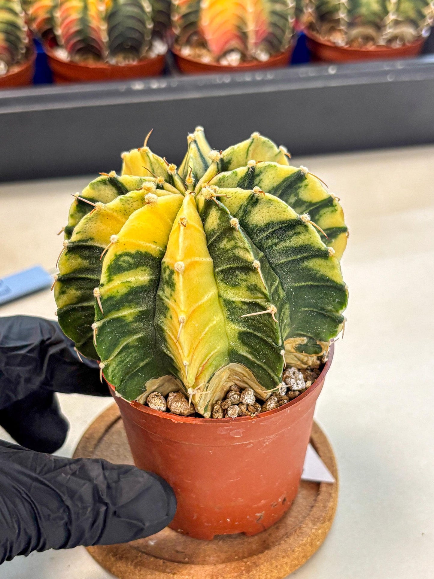 Gymnocalycium Lb Hybrid (gy4) (y6) | Mature Cactus