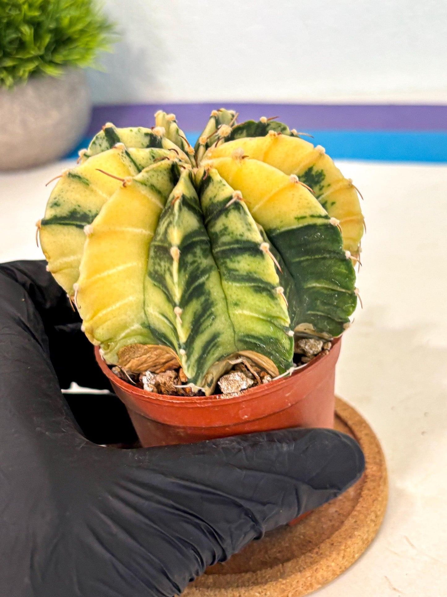 Gymnocalycium Lb Hybrid (gy4) (y6) | Mature Cactus