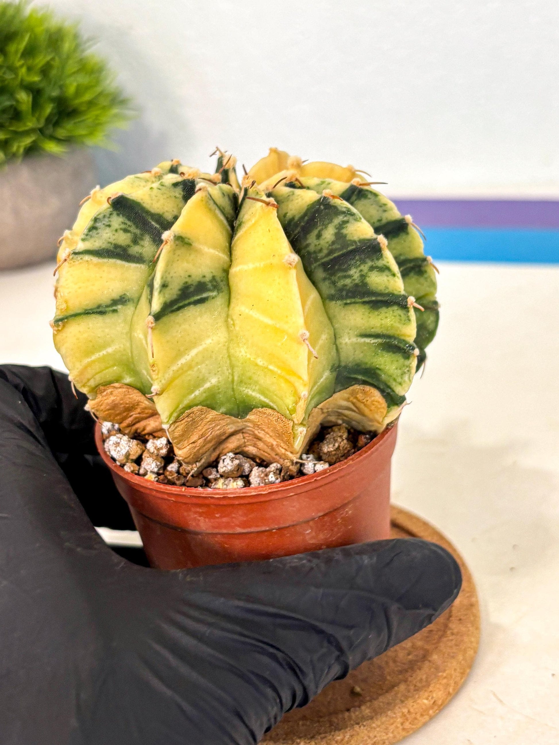 Gymnocalycium Lb Hybrid (gy4) (y6) | Mature Cactus