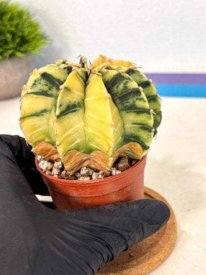 Gymnocalycium Lb Hybrid (gy4) (y6) | Mature Cactus
