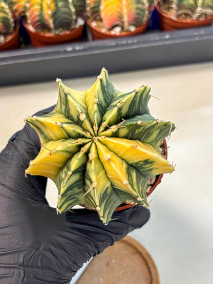 Gymnocalycium Lb Hybrid (gy4) (y6) | Mature Cactus