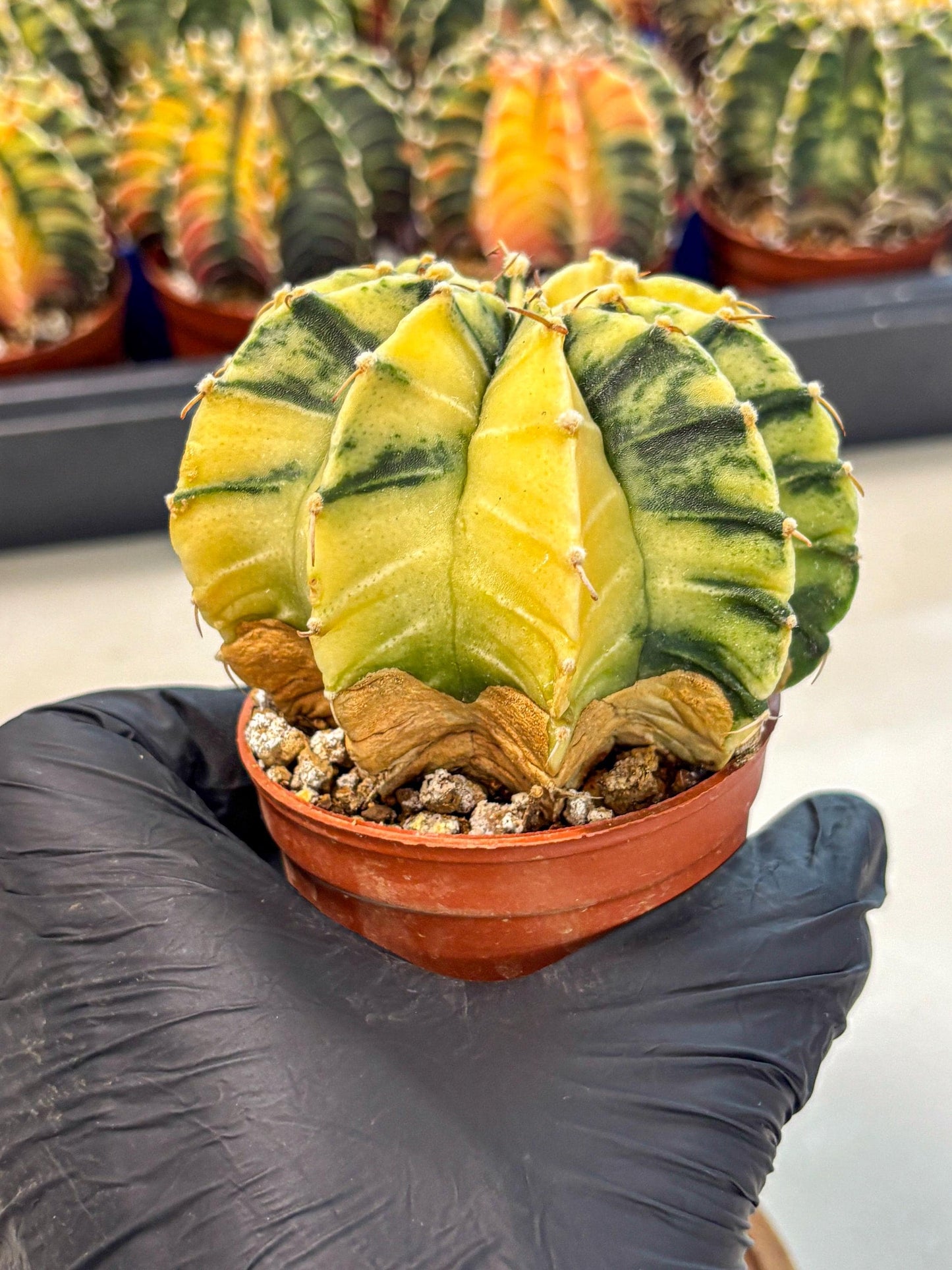 Gymnocalycium Lb Hybrid (gy4) (y6) | Mature Cactus
