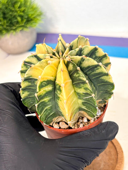 Gymnocalycium Lb Hybrid (gy4) (y6) | Mature Cactus