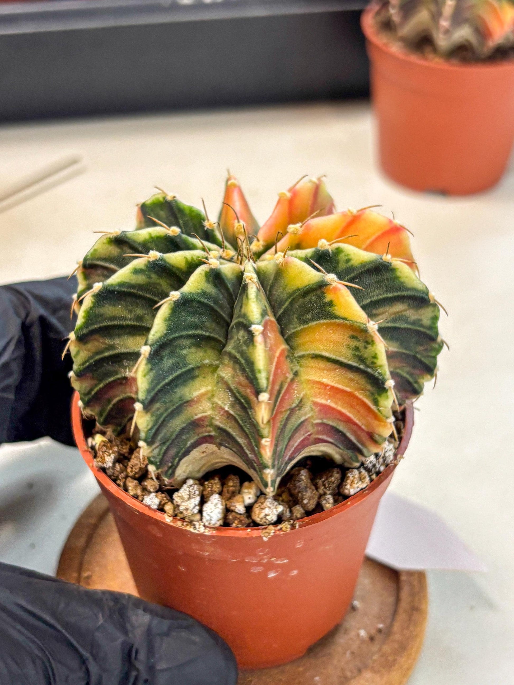 Gymnocalycium Lb Hybrid (gy4) (g1) | Mature Cactus