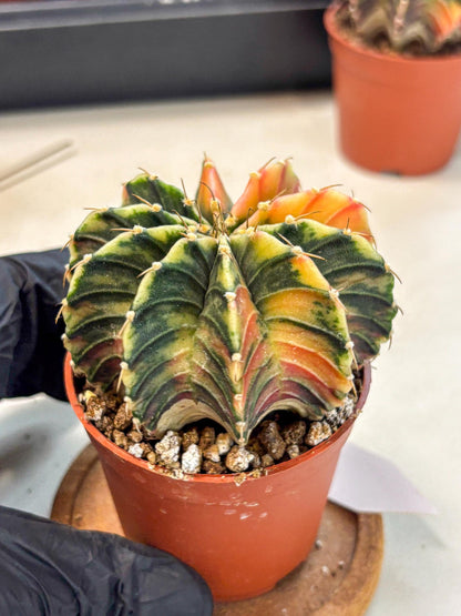 Gymnocalycium Lb Hybrid (gy4) (g1) | Mature Cactus