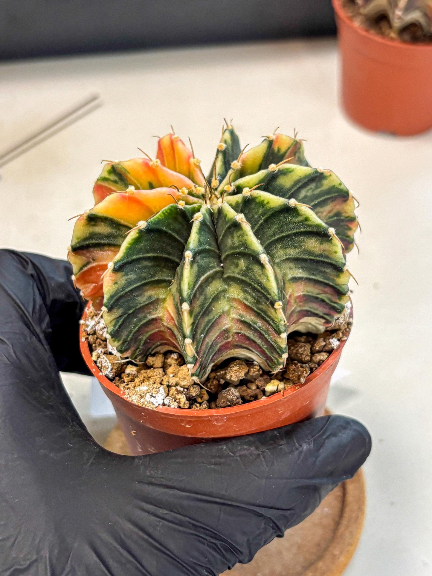 Gymnocalycium Lb Hybrid (gy4) (g1) | Mature Cactus