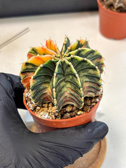 Gymnocalycium Lb Hybrid (gy4) (g1) | Mature Cactus