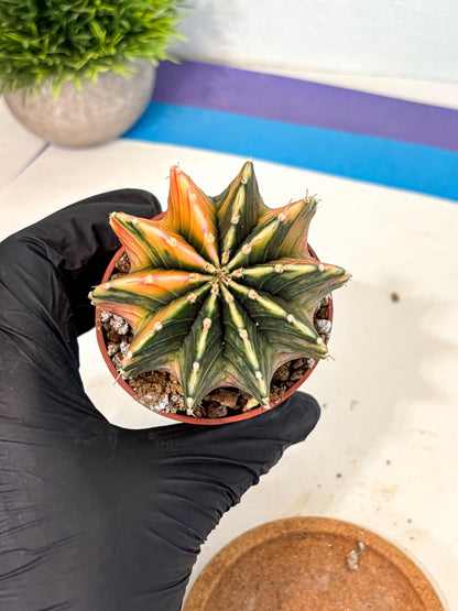 Gymnocalycium Lb Hybrid (gy4) (g1) | Mature Cactus