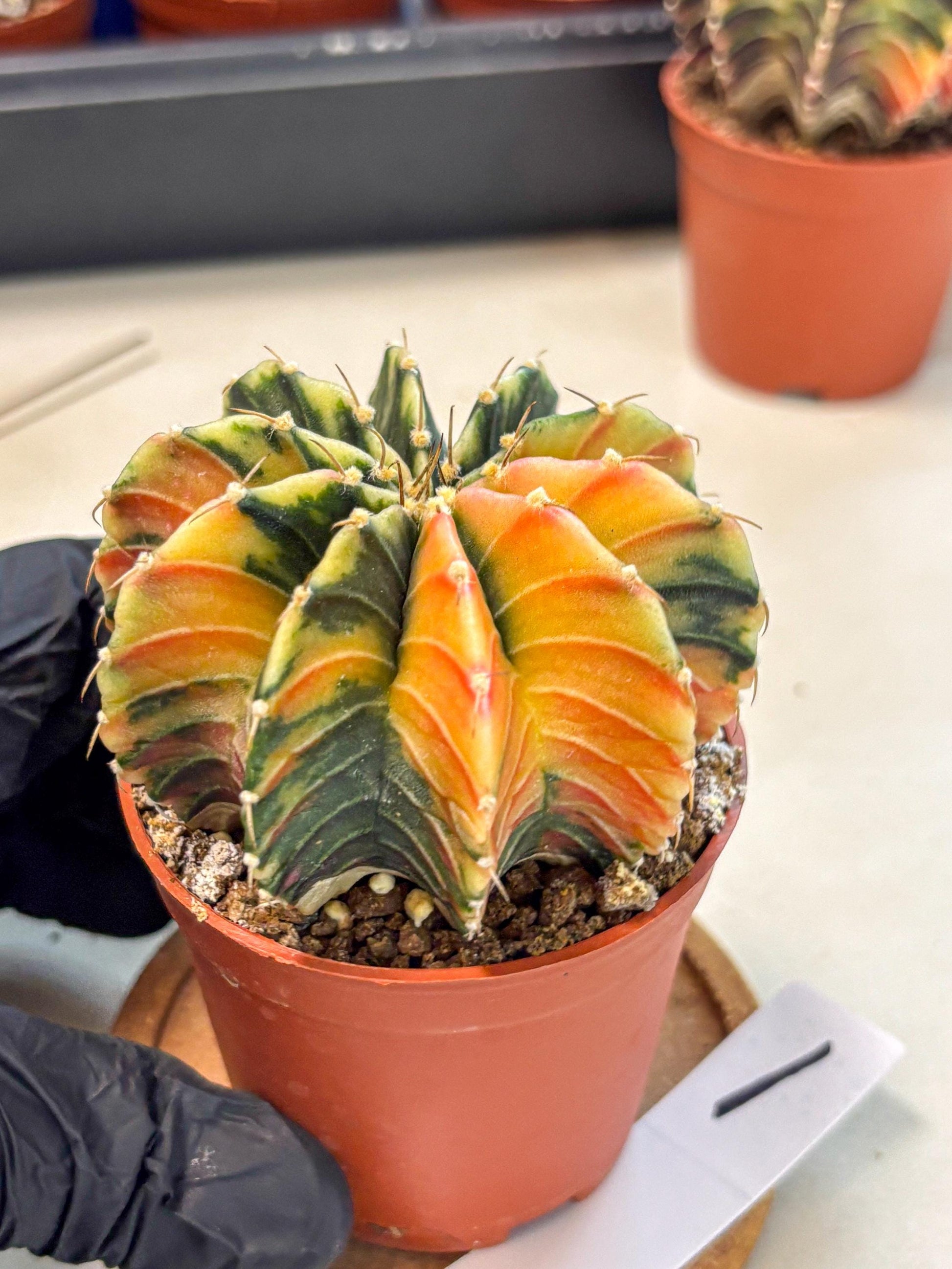 Gymnocalycium Lb Hybrid (gy4) (g1) | Mature Cactus