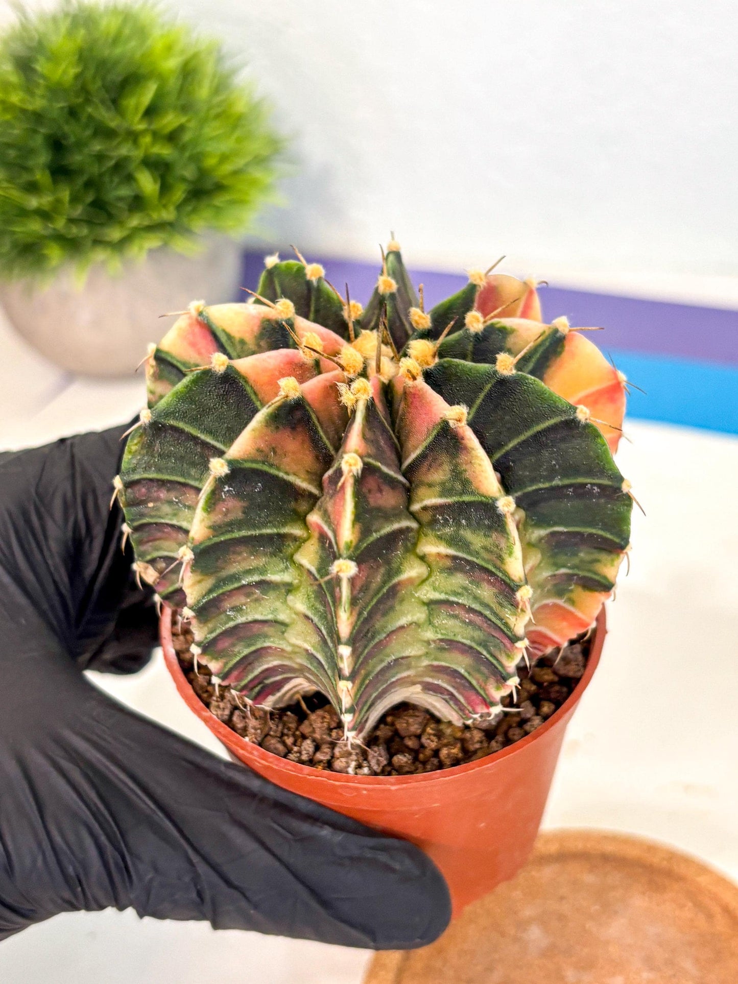 Gymnocalycium Lb Hybrid (gy4) (g2) | Mature Cactus