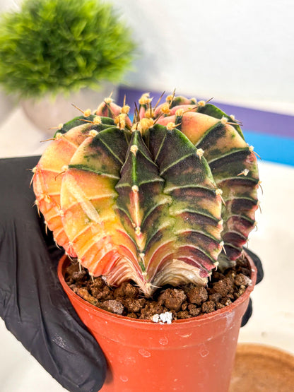 Gymnocalycium Lb Hybrid (gy4) (g2) | Mature Cactus