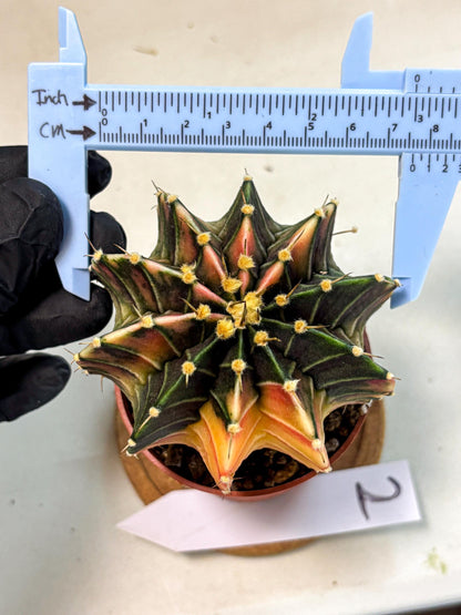 Gymnocalycium Lb Hybrid (gy4) (g2) | Mature Cactus