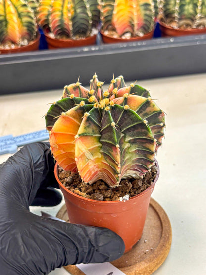 Gymnocalycium Lb Hybrid (gy4) (g2) | Mature Cactus