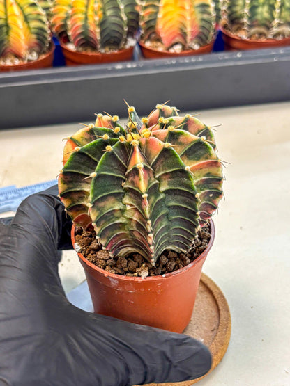 Gymnocalycium Lb Hybrid (gy4) (g2) | Mature Cactus