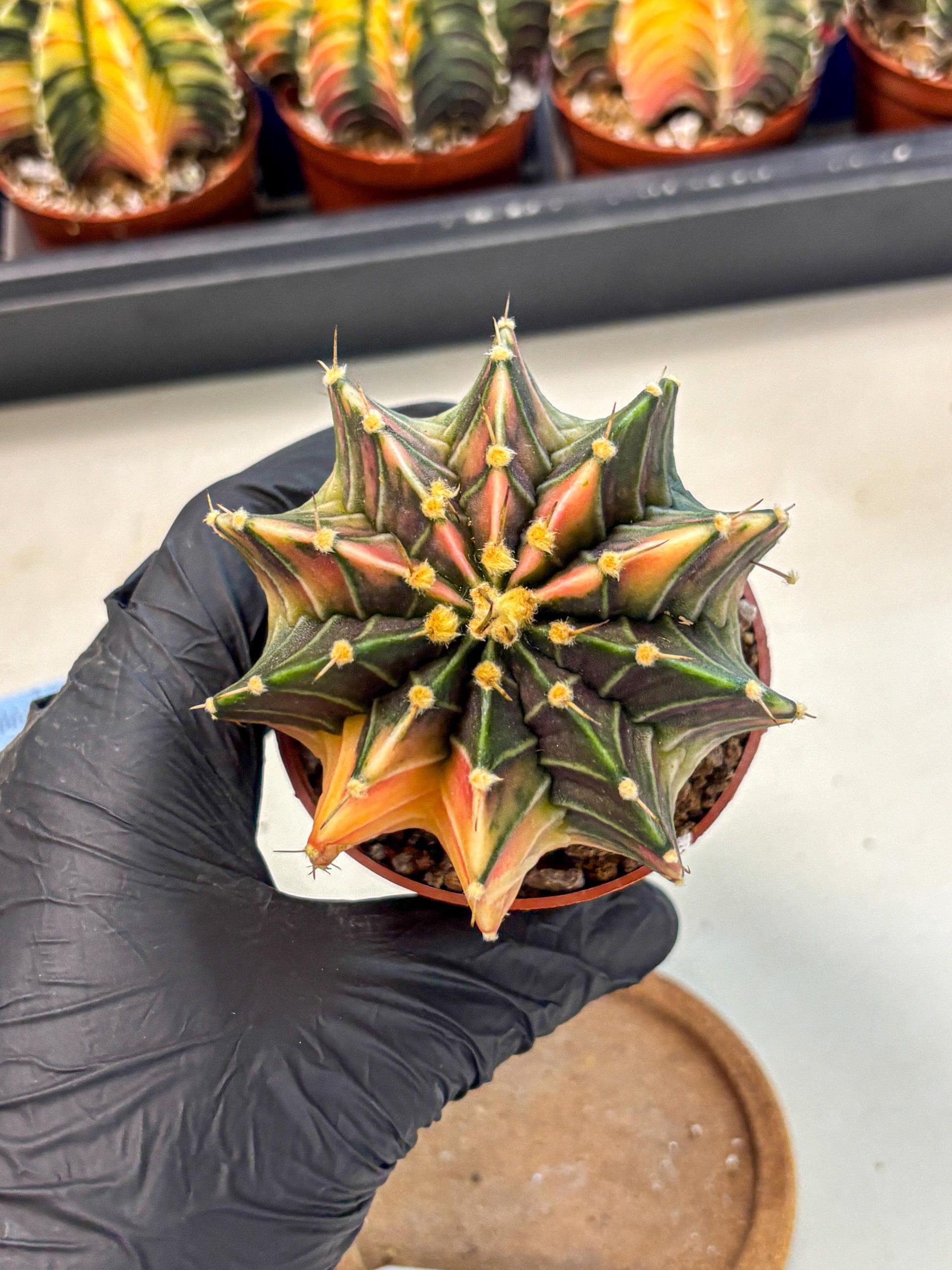 Gymnocalycium Lb Hybrid (gy4) (g2) | Mature Cactus