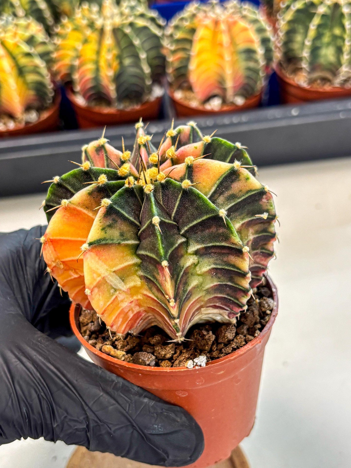 Gymnocalycium Lb Hybrid (gy4) (g2) | Mature Cactus