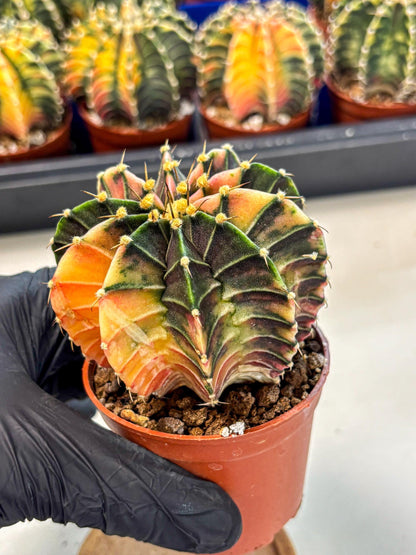 Gymnocalycium Lb Hybrid (gy4) (g2) | Mature Cactus