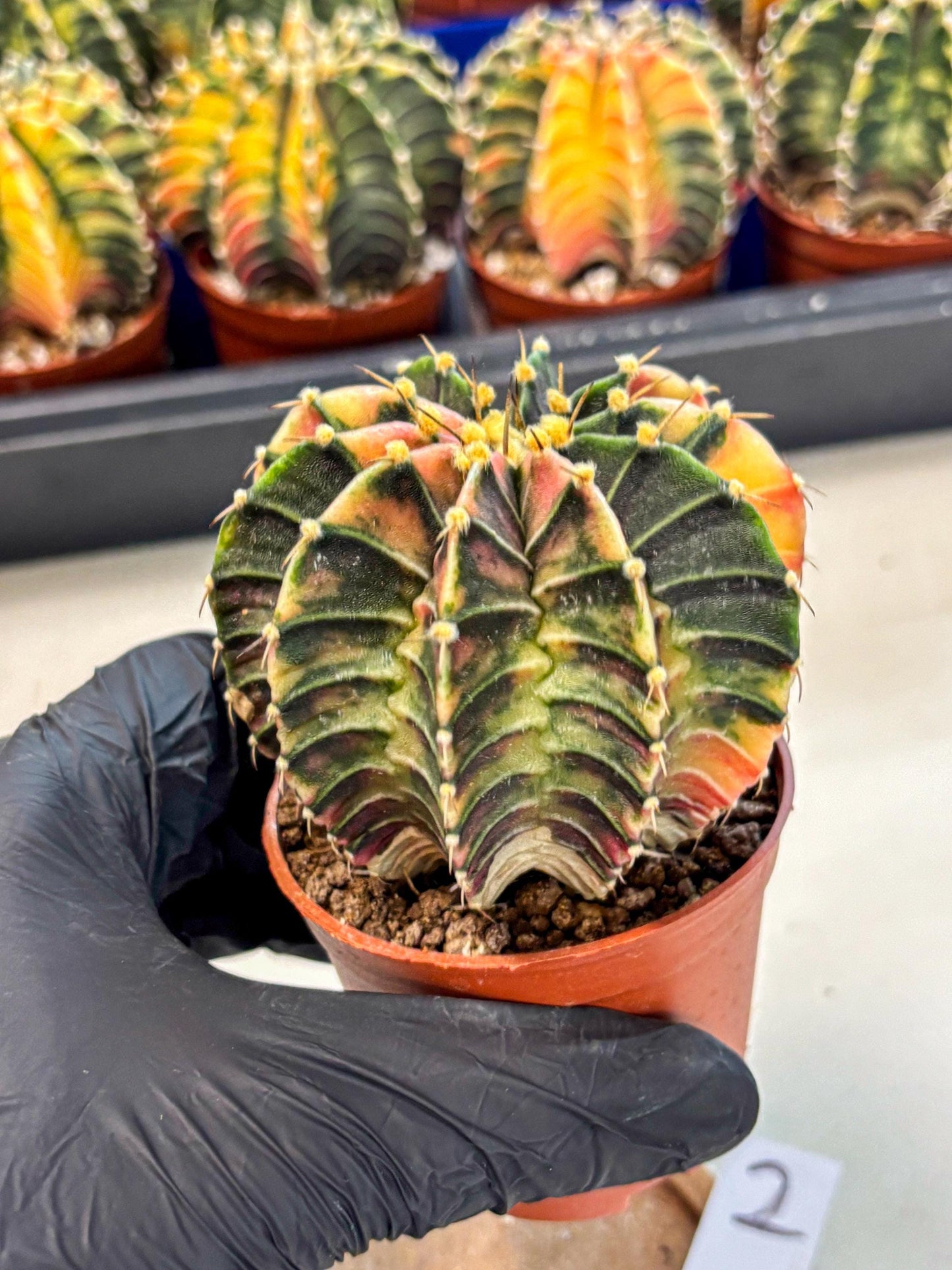 Gymnocalycium Lb Hybrid (gy4) (g2) | Mature Cactus