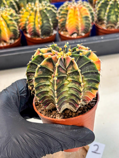 Gymnocalycium Lb Hybrid (gy4) (g2) | Mature Cactus
