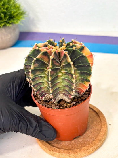 Gymnocalycium Lb Hybrid (gy4) (g2) | Mature Cactus