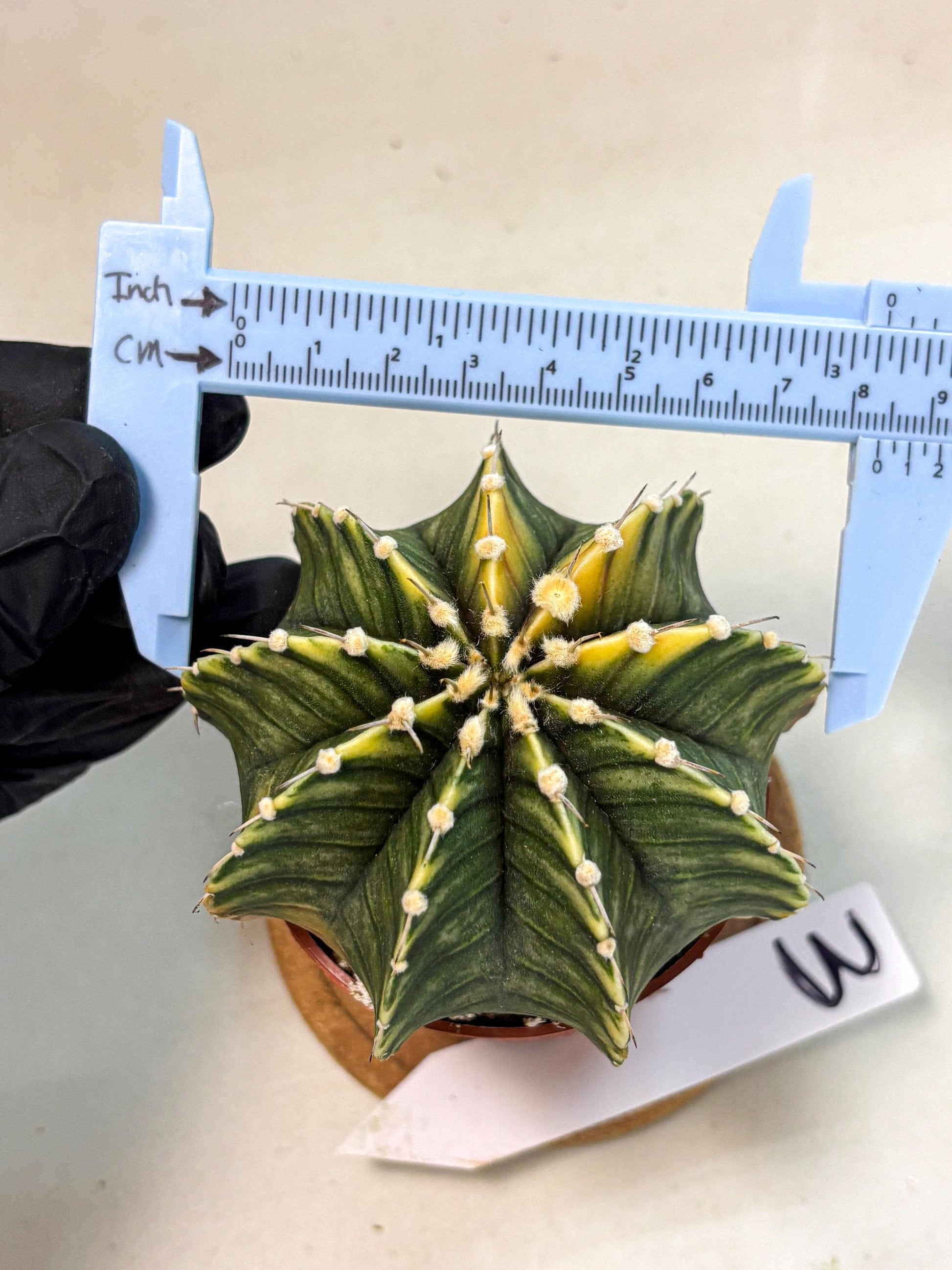 Gymnocalycium Lb Hybrid (gy4) (g3) | Mature Cactus