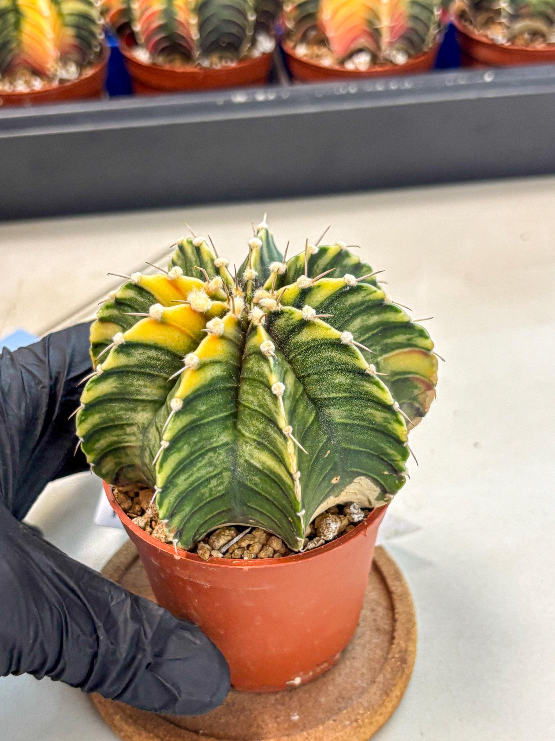 Gymnocalycium Lb Hybrid (gy4) (g3) | Mature Cactus