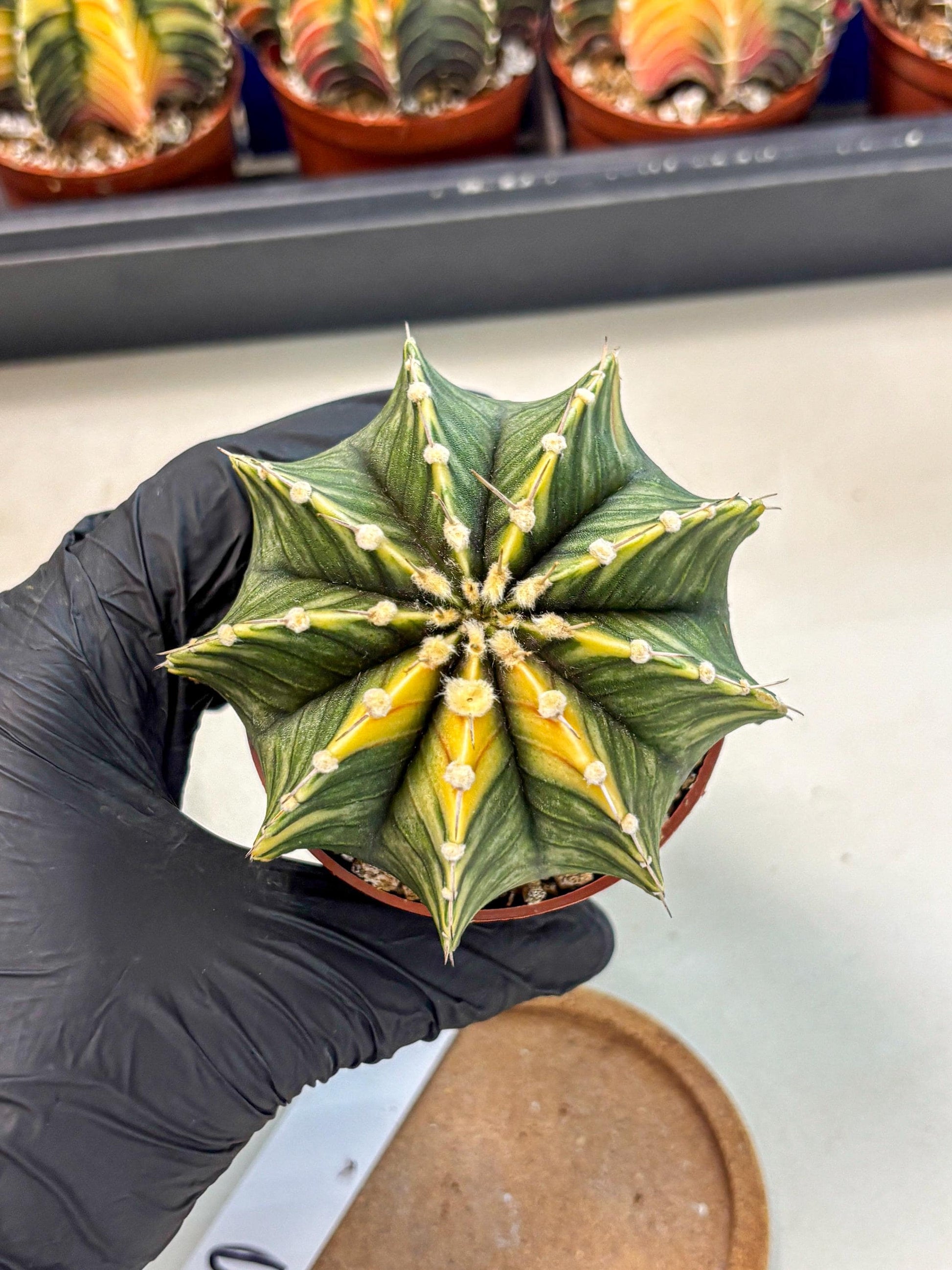 Gymnocalycium Lb Hybrid (gy4) (g3) | Mature Cactus