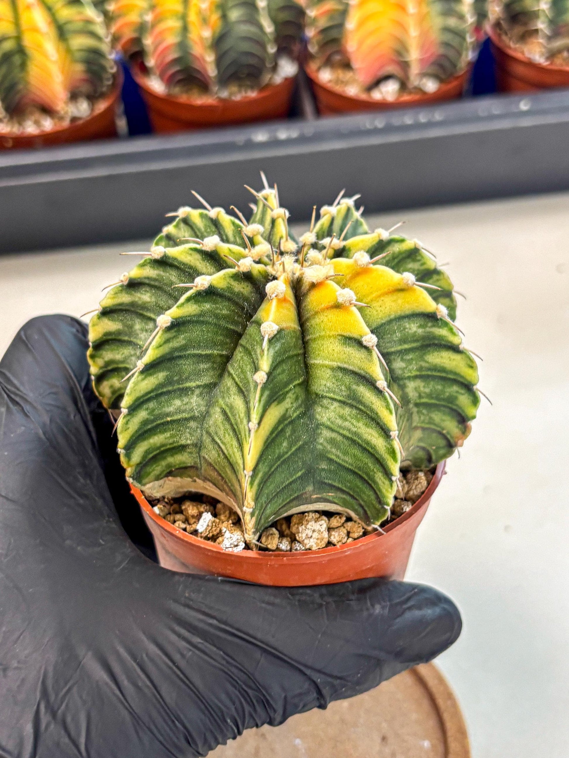 Gymnocalycium Lb Hybrid (gy4) (g3) | Mature Cactus