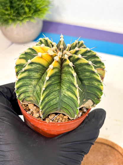 Gymnocalycium Lb Hybrid (gy4) (g3) | Mature Cactus