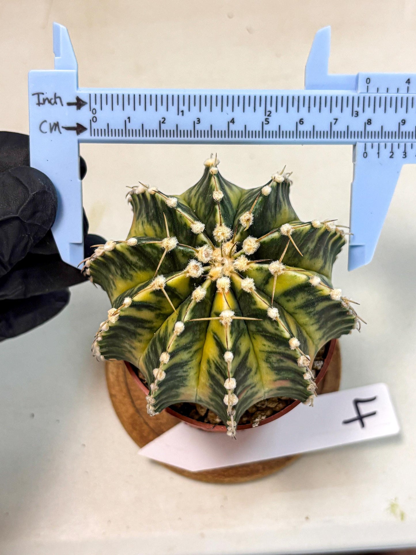 Gymnocalycium Lb Hybrid (gy4) (g4) | Mature Cactus