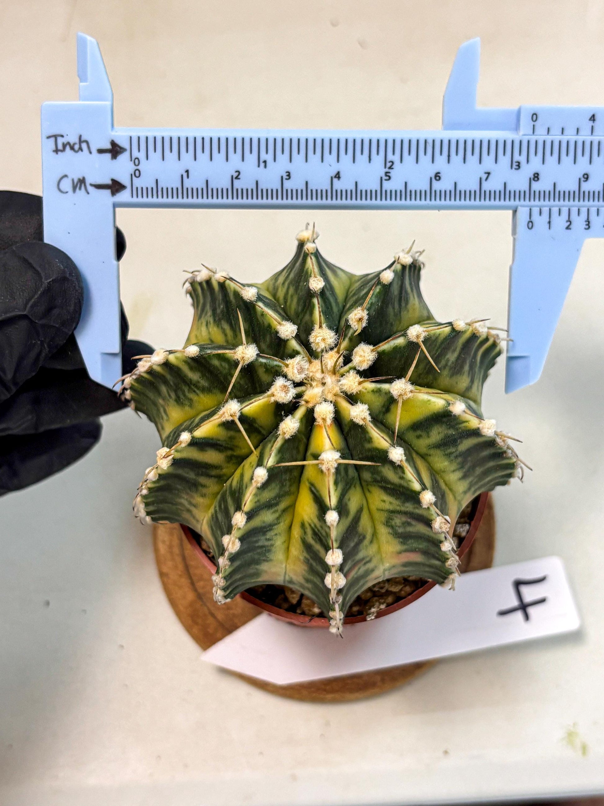 Gymnocalycium Lb Hybrid (gy4) (g4) | Mature Cactus