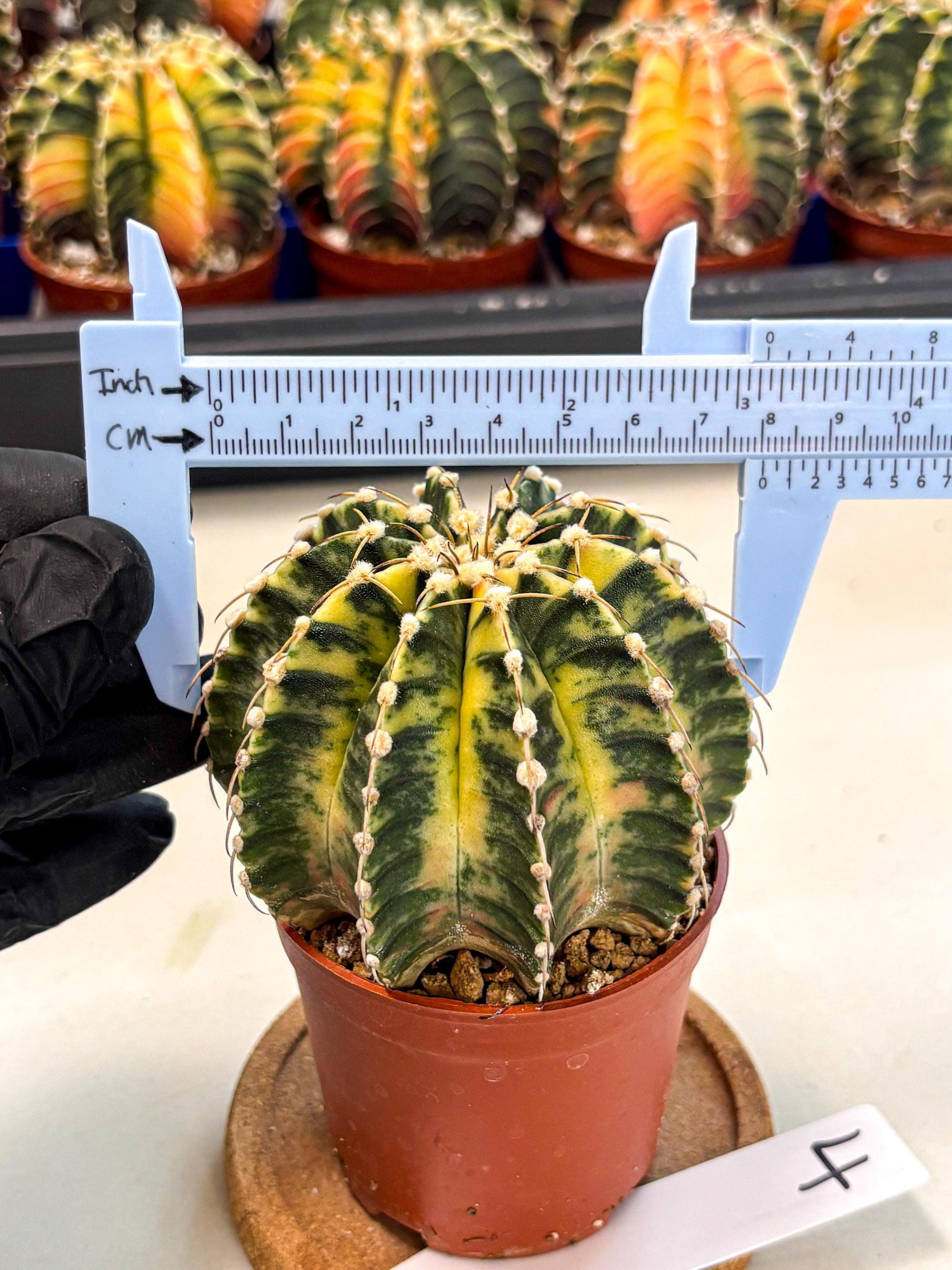 Gymnocalycium Lb Hybrid (gy4) (g4) | Mature Cactus