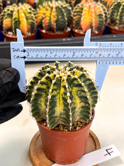 Gymnocalycium Lb Hybrid (gy4) (g4) | Mature Cactus