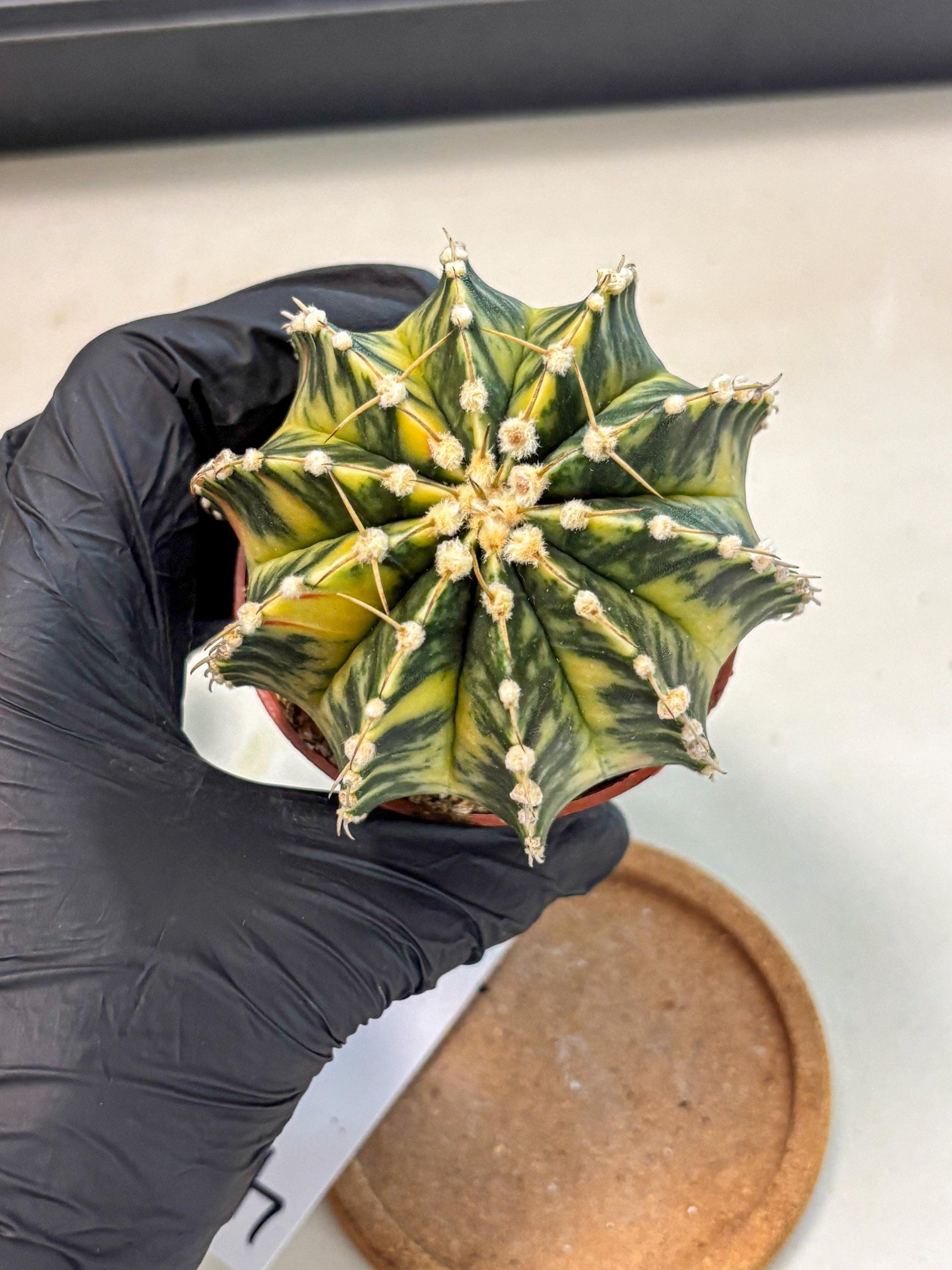 Gymnocalycium Lb Hybrid (gy4) (g4) | Mature Cactus