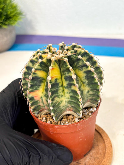 Gymnocalycium Lb Hybrid (gy4) (g4) | Mature Cactus