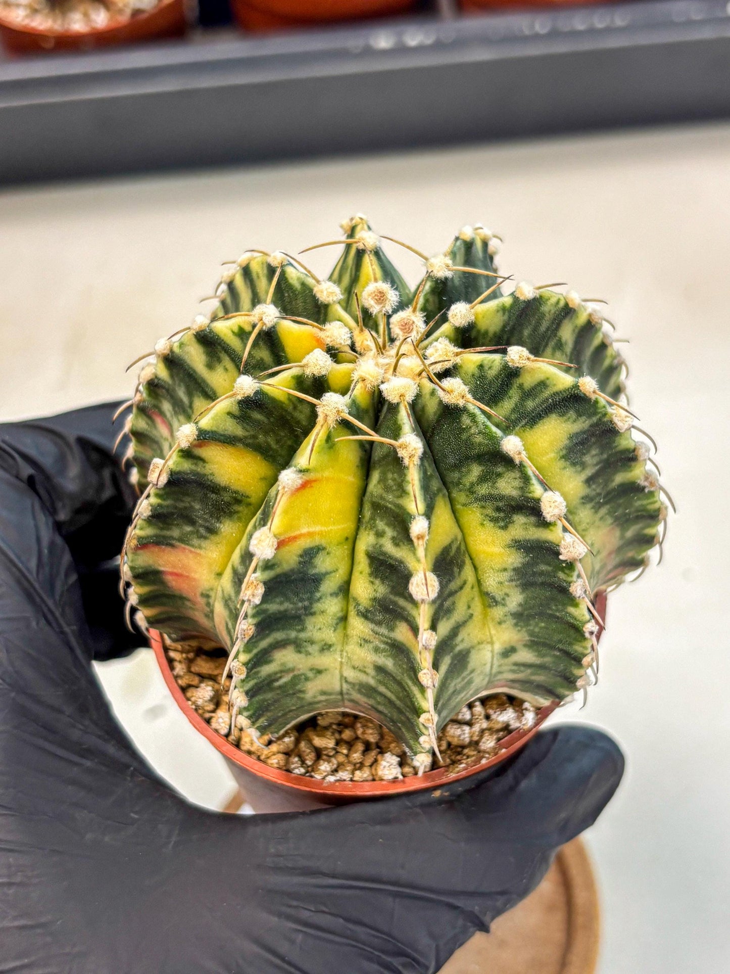 Gymnocalycium Lb Hybrid (gy4) (g4) | Mature Cactus