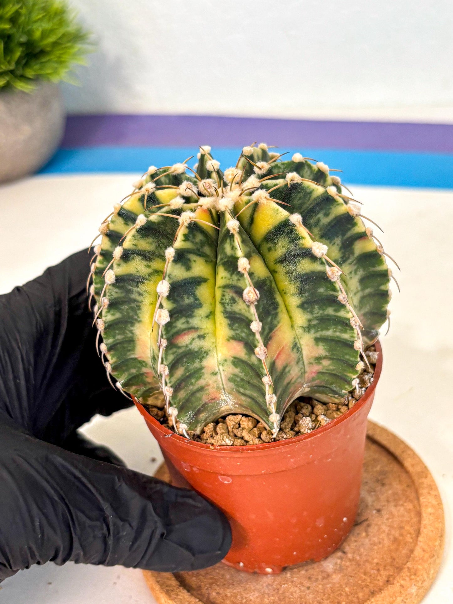 Gymnocalycium Lb Hybrid (gy4) (g4) | Mature Cactus