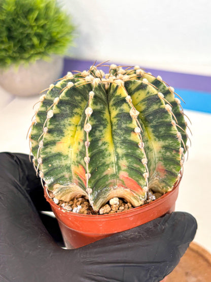 Gymnocalycium Lb Hybrid (gy4) (g4) | Mature Cactus