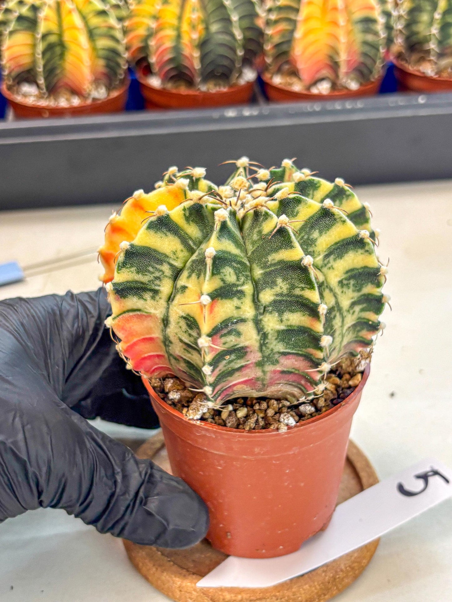Gymnocalycium Lb Hybrid (gy4) (g5) | Mature Cactus