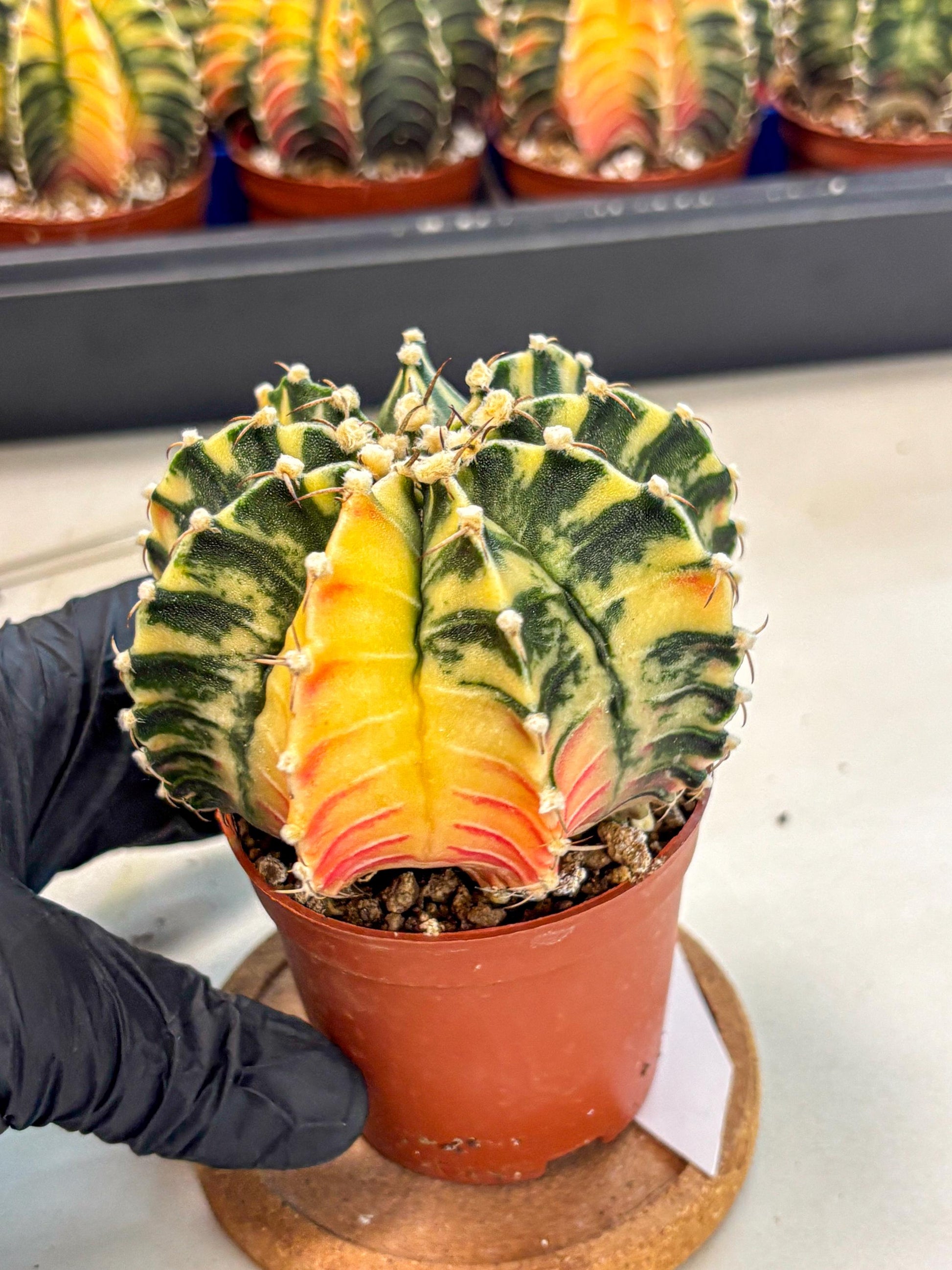Gymnocalycium Lb Hybrid (gy4) (g5) | Mature Cactus