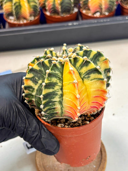 Gymnocalycium Lb Hybrid (gy4) (g5) | Mature Cactus