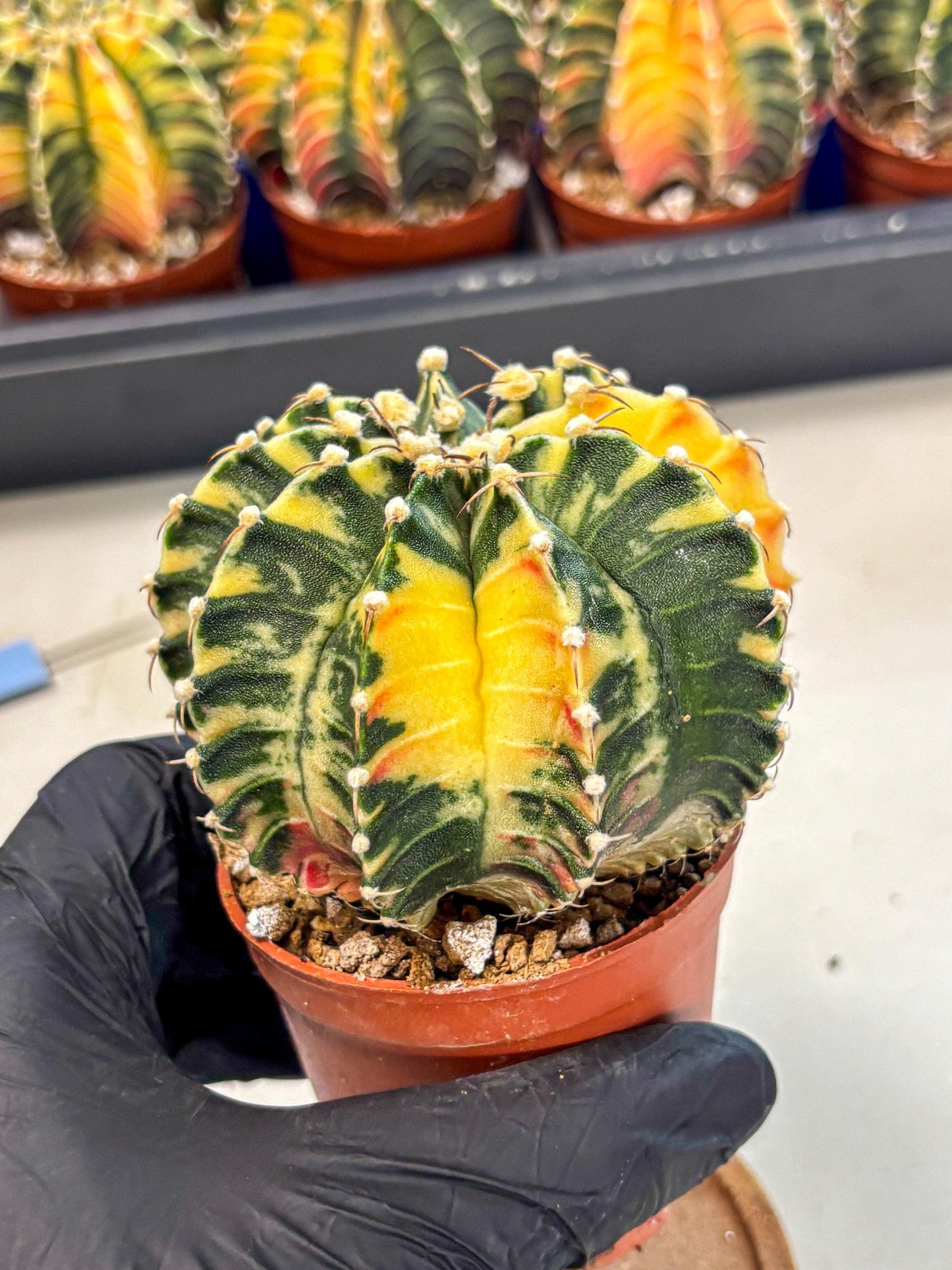 Gymnocalycium Lb Hybrid (gy4) (g5) | Mature Cactus