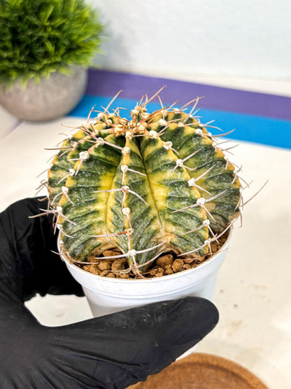 Gymnocalycium Lb Hybrid (gy4) (g6) | Mature Cactus