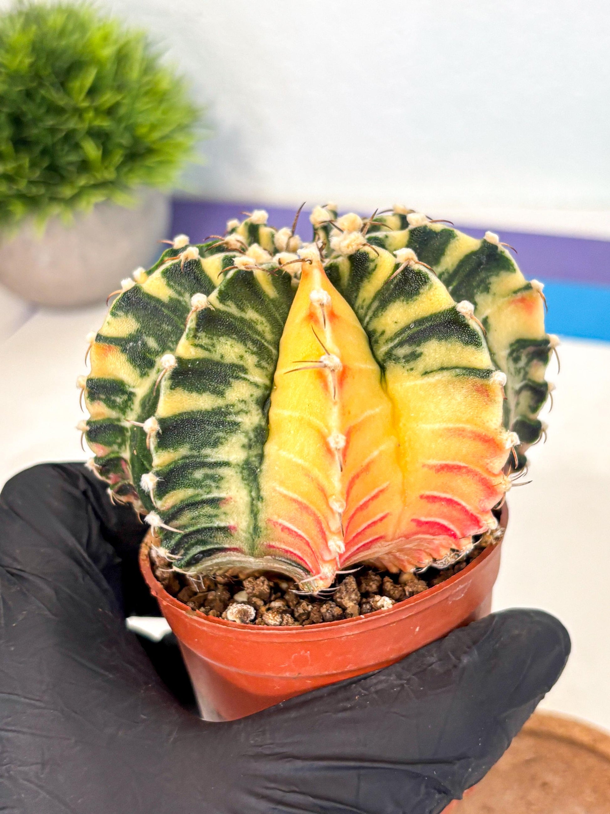 Gymnocalycium Lb Hybrid (gy4) (g5) | Mature Cactus