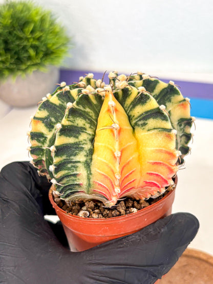 Gymnocalycium Lb Hybrid (gy4) (g5) | Mature Cactus