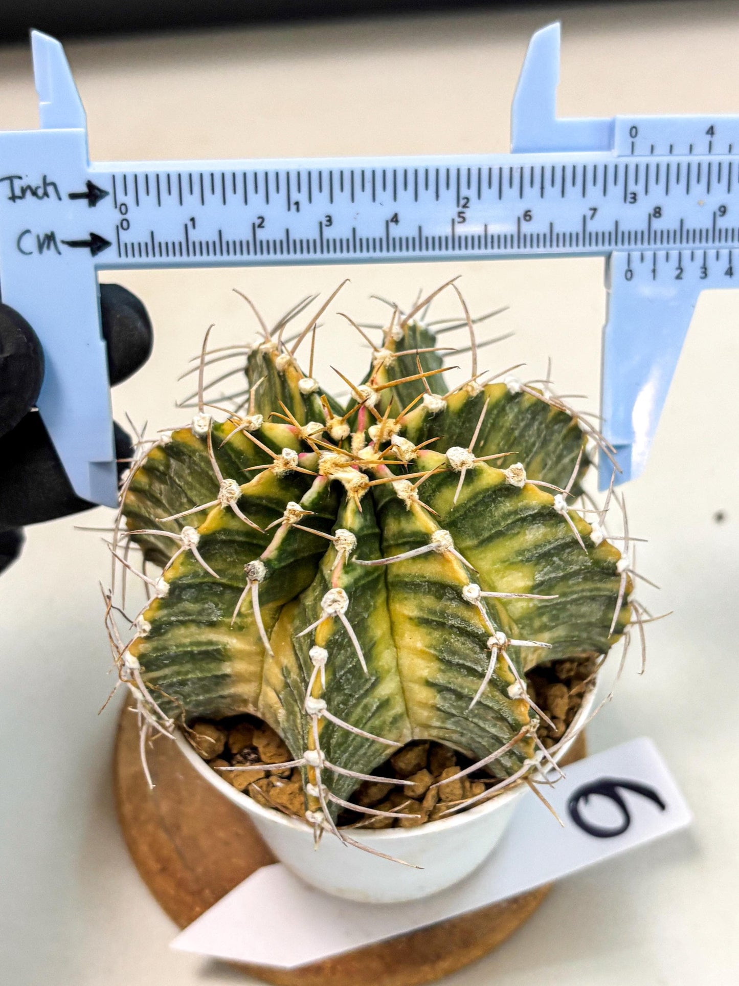 Gymnocalycium Lb Hybrid (gy4) (g6) | Mature Cactus