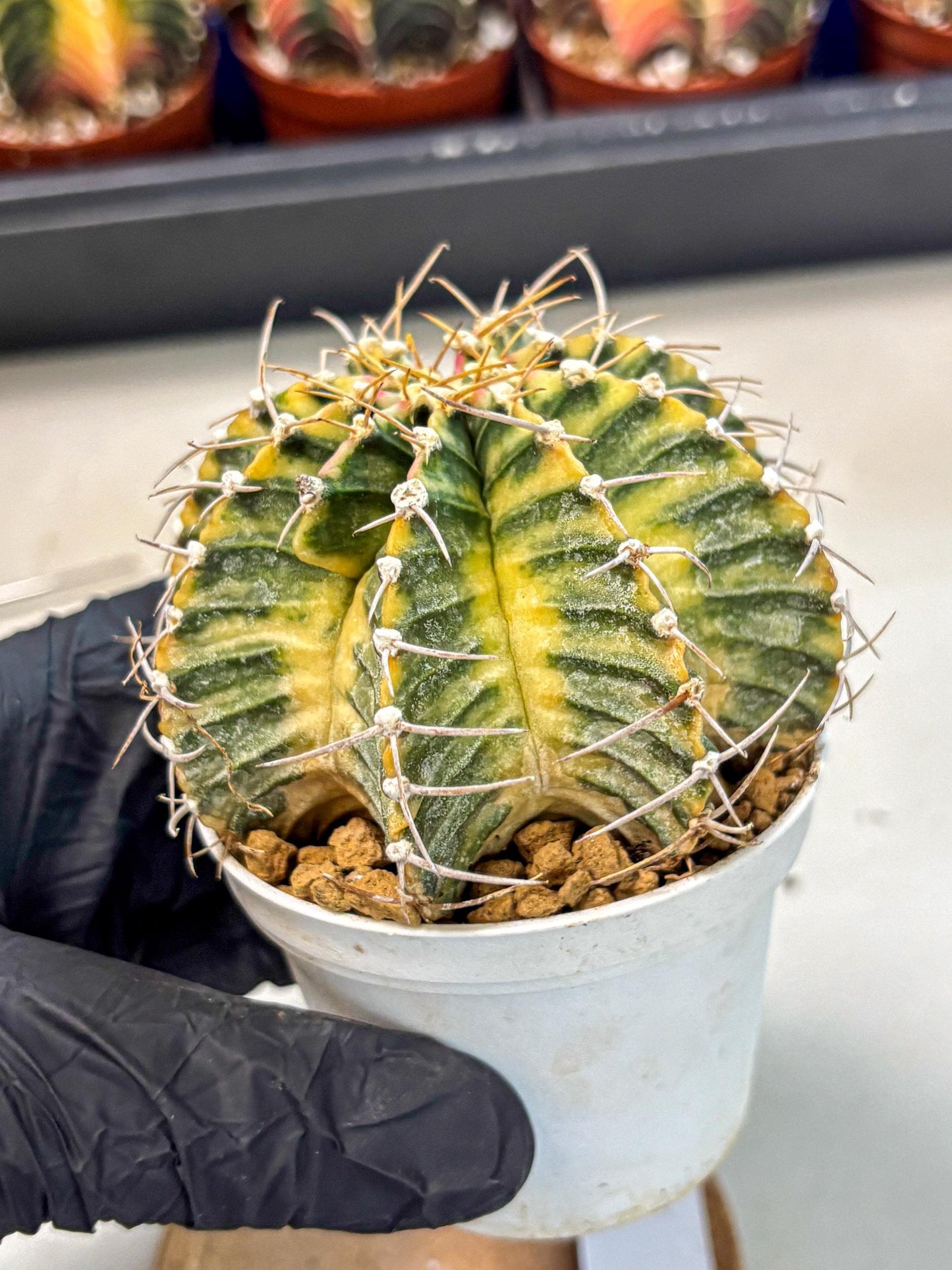 Gymnocalycium Lb Hybrid (gy4) (g6) | Mature Cactus