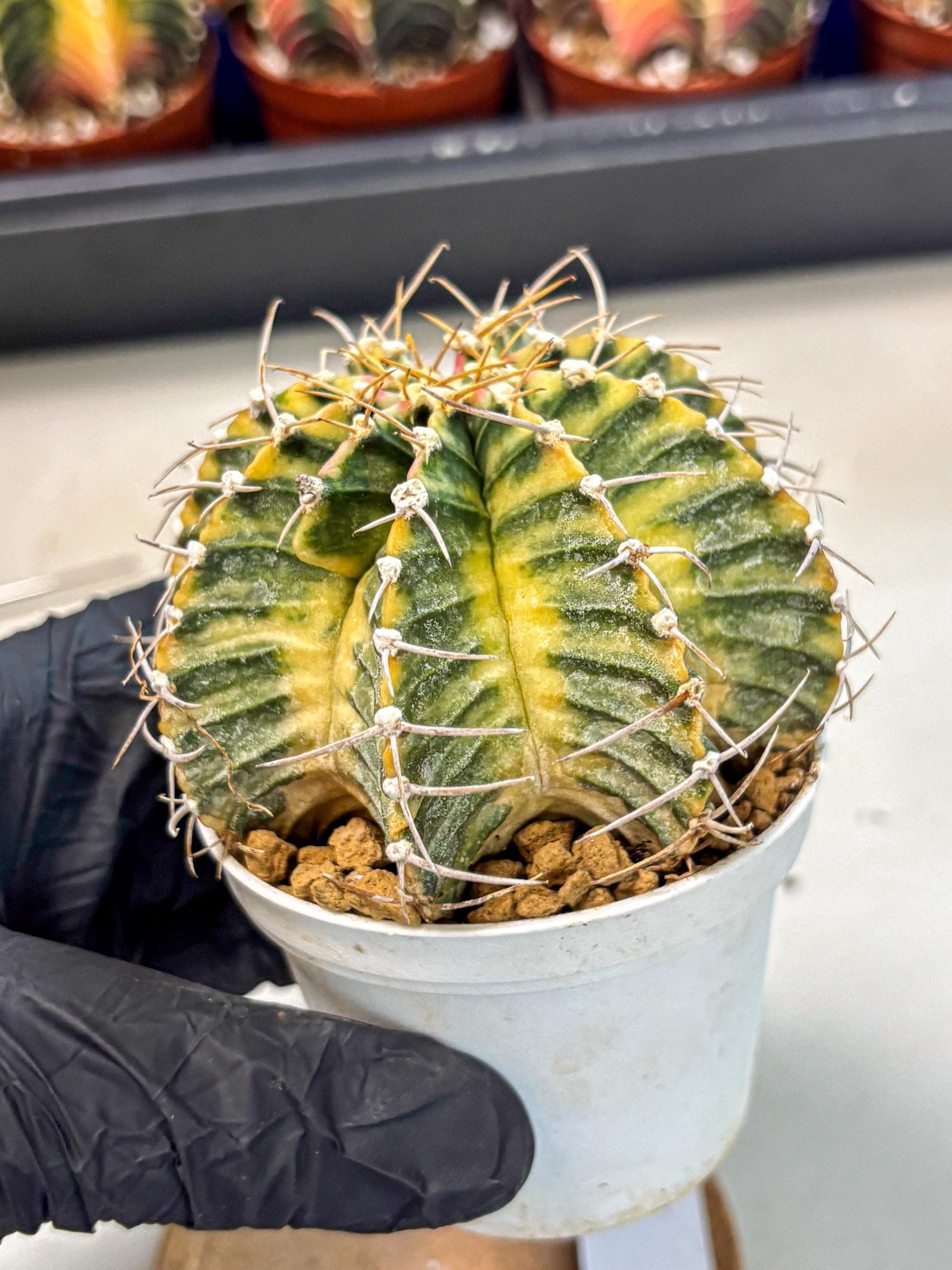 Gymnocalycium Lb Hybrid (gy4) (g6) | Mature Cactus