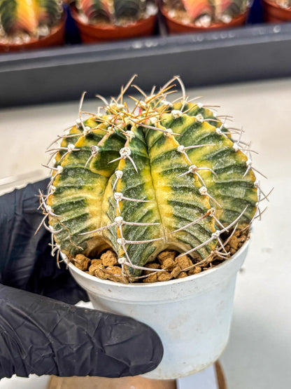 Gymnocalycium Lb Hybrid (gy4) (g6) | Mature Cactus